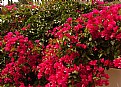 Picture Title - Bougainvilles