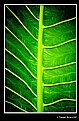 Picture Title - Leaf