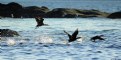 Picture Title - Cormorants in Flight