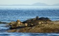 Picture Title - Seals Basking