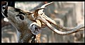 Picture Title - Deer