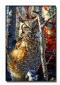 Picture Title - Long Eared Owl