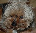 Picture Title - scruffy dog