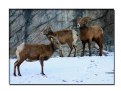 Picture Title - Big Horn Sheep
