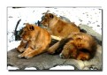 Picture Title - Lions