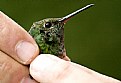 Picture Title - Hummingbird