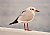 Sea Gull (1)