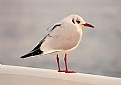 Picture Title - Sea Gull (1)