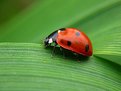 Picture Title - my ladybird