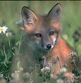 Picture Title - fox kit portrait