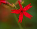 Picture Title - RED TRILLIUM