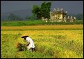 Picture Title - In The Paddy Field