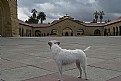 Picture Title - Calli at Stanford #1