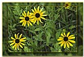 Picture Title - Blackeyed Susans