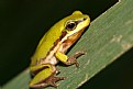 Picture Title - Green Frog.