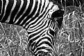 Picture Title - Zebra 2