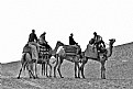 Picture Title - camels