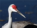 Picture Title - Marsh Portrait