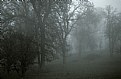 Picture Title - Trees in Fog