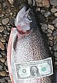 Picture Title - 10 Pound Trout