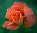 Picture Title - A rose