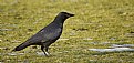 Picture Title - Black Bird In Winter