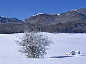 Picture Title - winter landscape with a tree