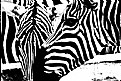 Picture Title - zebra