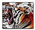 Picture Title - Tiger Yawn