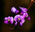 Picture Title - HARDENBERGIA