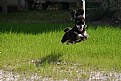 Picture Title - super dog!