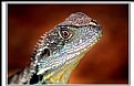 Picture Title - eastern water dragon