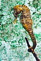 Picture Title - Seahorse