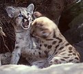 Picture Title - fighting cougar kits