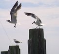 Picture Title - Three stages of Flight