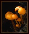 Picture Title - LITTLE MUSHROOMS