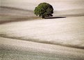 Picture Title - Lone tree