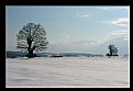 Picture Title - Trees and Snow