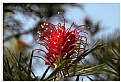 Picture Title - Red flower