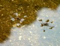 Picture Title - Yin Yang Water Bugs
