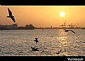 Picture Title - sunset & gulls