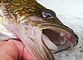 Picture Title - Walleye Mouth