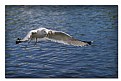 Picture Title - Gull in flight