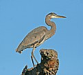 Picture Title - Great Blue Heron