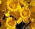 Picture Title - Daffodils.....