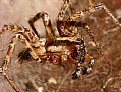 Picture Title - Funnel Weaver Spider 