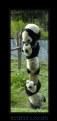 Picture Title - Pandas