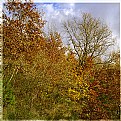 Picture Title - Autumn