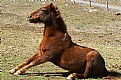 Picture Title - Sitting Horse