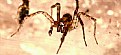 Picture Title - Funnel Weaver Spider
